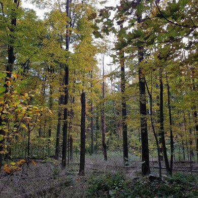 L 1 Laurel Rd, Covington Township, PA 18444 - photo 2