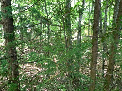 Nicely Wooded