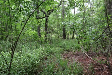 4130 Becky St, Middleburg, FL 32068 - photo 6