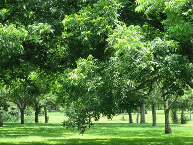 2103 Holly St, East Bernard, TX 77435 - photo 5