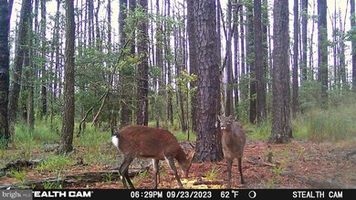 2839 Lakesville Crapo Rd, Church Creek, MD 21622 - photo 2