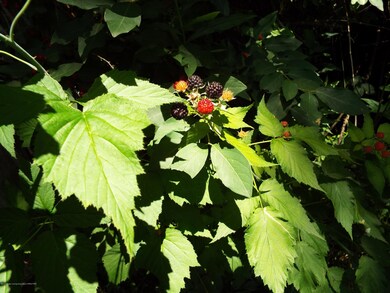 Berries