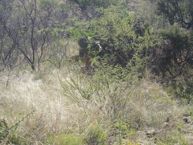 campo bonito - Gold Bug