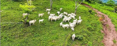 SAN JUAN GRANDE La Cascabela, Evanston, IL 60202 - photo 2