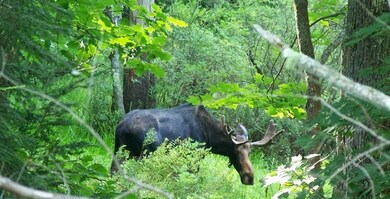 2042 New Hampshire 16, Albany, NH 03818 - photo 2