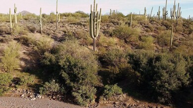 Incredible Saguaro, Riparian Area