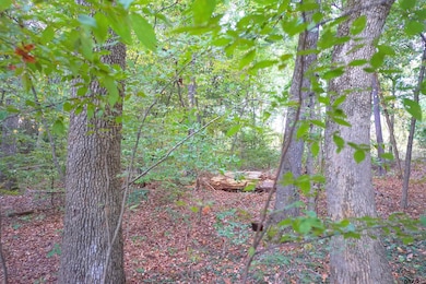 TBD Bob o Link Rd, Gilmer, TX 75645 - photo 4