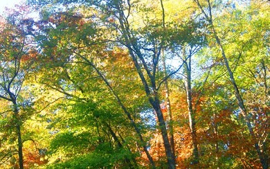 L 41 Cant Hook Dr, Ellijay, GA 30540 - photo 4