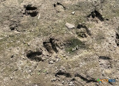 4689 County Road 302, Runge, TX 78151 - photo 7