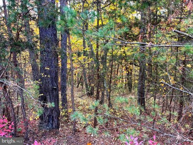 38 Gray Squirrel, Moorefield, WV 26836 - photo 7