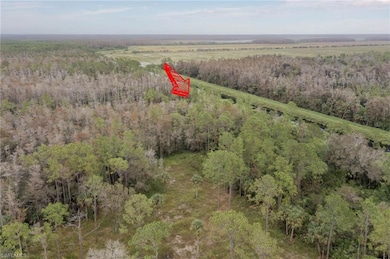 Bird's eye view featuring a forest view