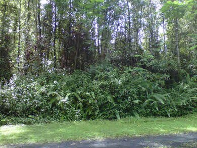 Another view into lot: area behind border of ohias would be perfect building site.