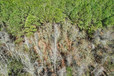 2894 SW Overstreet Ave, Greenville, FL 32331 - photo 7