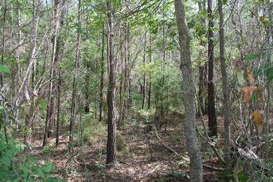 Looking south through lot