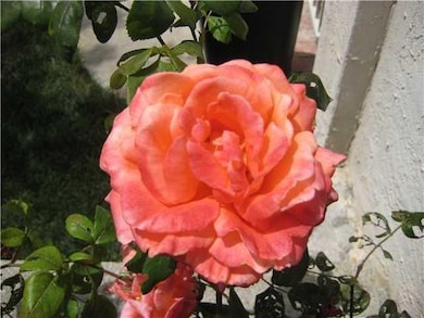 4359 Carmel Dr, Carlsbad, CA 92010 - photo 4