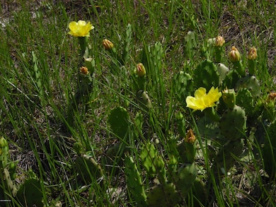high & Dry enough for cactus
