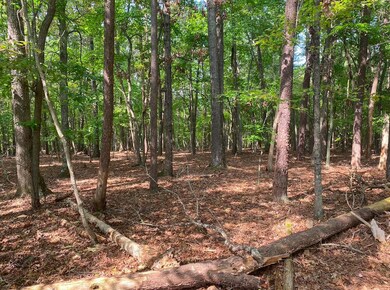 Rock Cliff into Woods