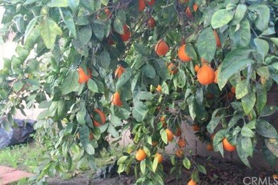 Orange tree located in backyard 