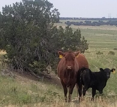 Friendly neighbors (not on the property).