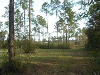 Cleared section at back of property.