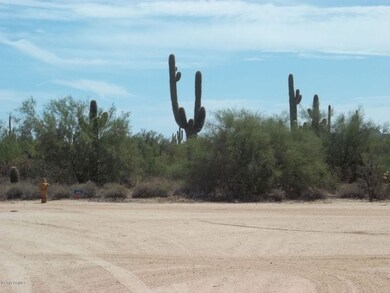 Large Saguaro Cactus