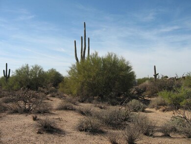 Lots of Trees and Bushes