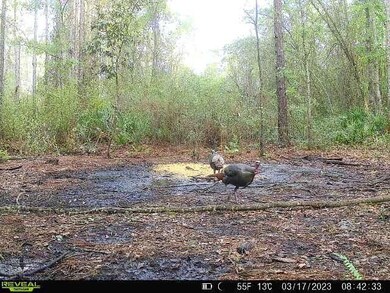 0 County Line Rd unit 18864854, Lee, FL 32059 - photo 5