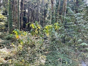 0 Melcher St unit NWM2458297, Port Orchard, WA 98366 - photo 7