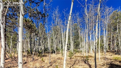 741 Pikes Peak Dr, Divide, CO 80814 - photo 4