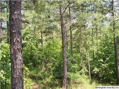 Variety of timber including hardwoods and pines.  