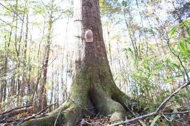 0 Hwy 82, Reform, AL 35481 - photo 3