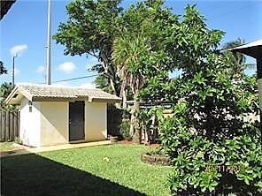 Shed in back yard and avocado tree