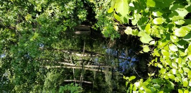 Swamp1