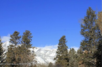 Spruces 5
