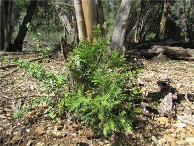 Young cedar tree.