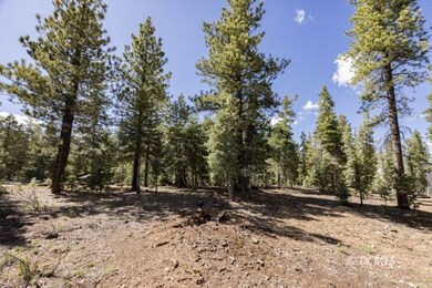 Tall Pine Trees