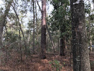 LOT 18 282nd Terrace, Branford, FL 32008 - photo 6