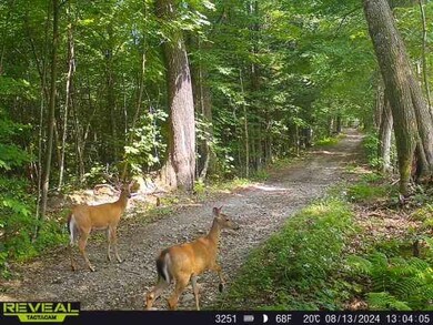 000 Severance Rd, Hillsboro, NH 03244 - photo 5