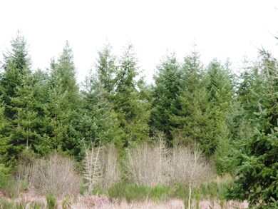 14 Brenda Ln SE, Yelm, WA 98597 - photo 7