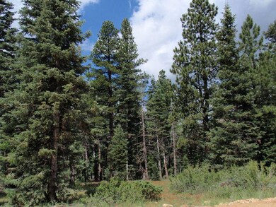 Heavily wooded with tall pine trees