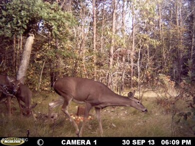 deer 1