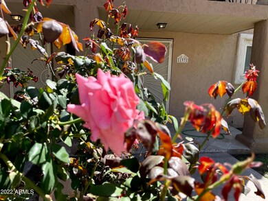 A rose in the front yard
