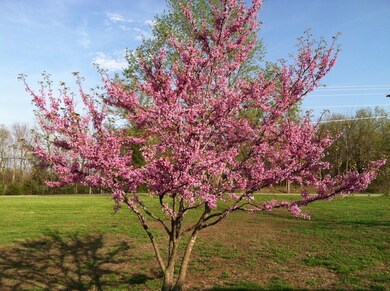 Redbud in Front Yard