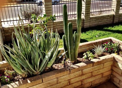 Front yard Cactus and Aloe