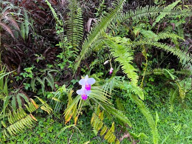 Gorgeous orchids on property