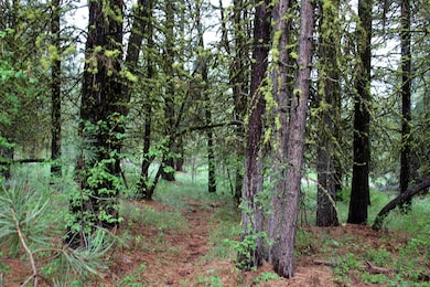 Wooded Area