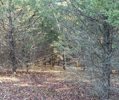 Large Evergreen Stand