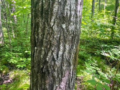 4 Millie Rd, Tomahawk, WI 54487 - photo 3