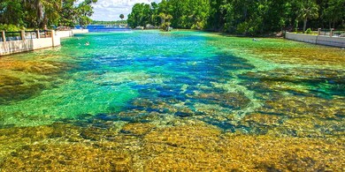 Salt Springs