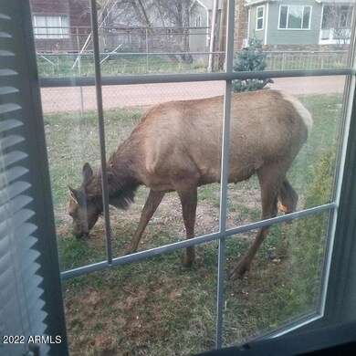 Elk on Juniper Rd